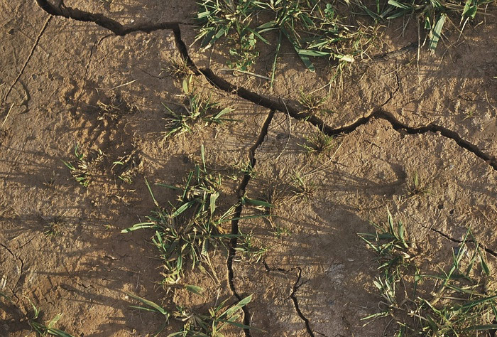 극심한 가뭄에 ‘절수 운동’적극 참여해야