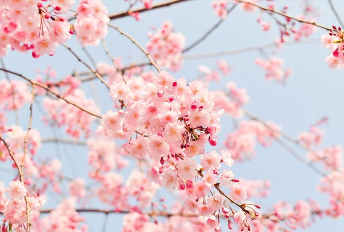올 봄 벚꽃 만개 시기 예년보다 늦어진다