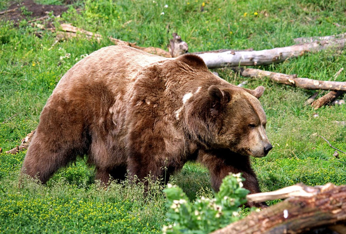 미 정부, BC주 인접 공원에 그리즐리곰 서식 허용 재검토