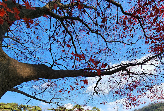 흔들리는 것 / 윤문영 new