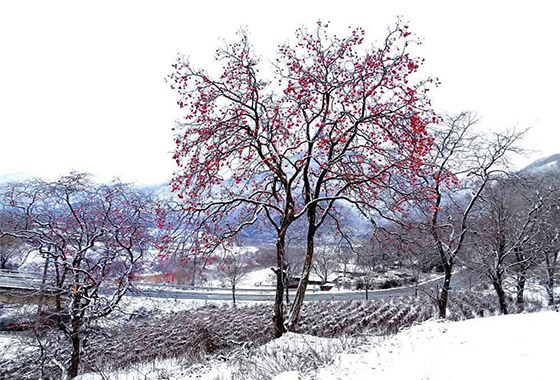 11월, 12월을 보내며 / 윤문영 new