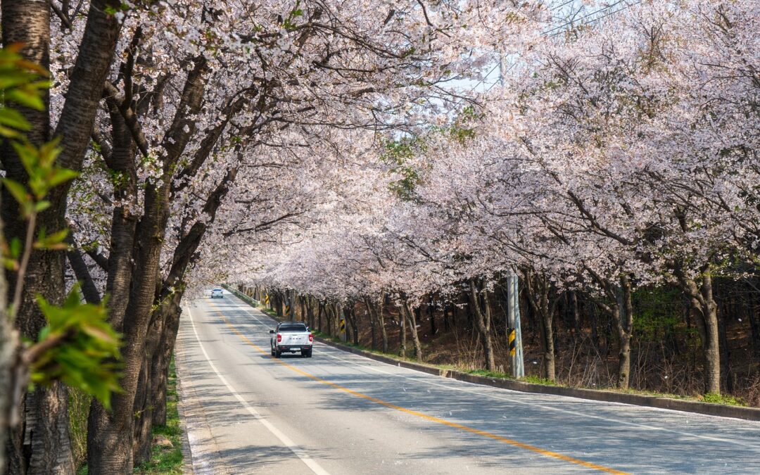 알러지 시즌 조기 시작… 꽃가루 농도 급증 new