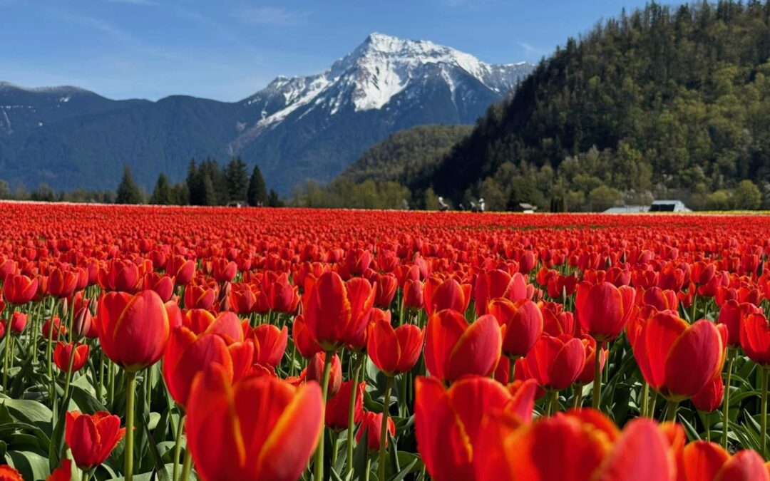 메트로 밴쿠버에서 떠나는 ‘튤립 감성 여행’ new