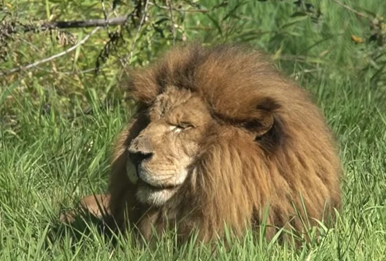 밴쿠버 동물원 상징 사자 ‘부머’ 사망… 18년 생 마감 new