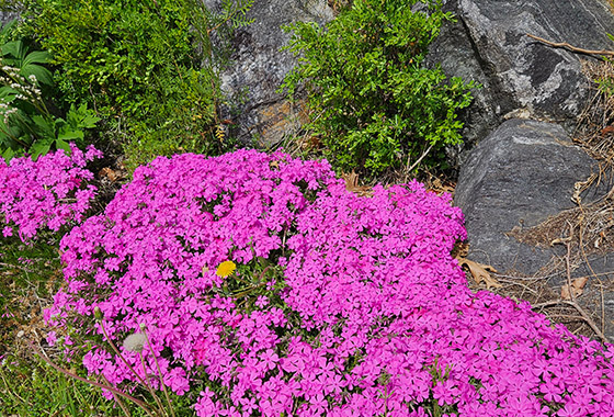 화유중개일 인무갱소년 (花有重開日 人無更少年) / 윤문영 new